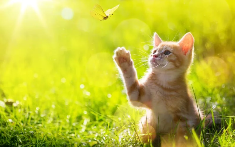 How to Take Care of a Kitten