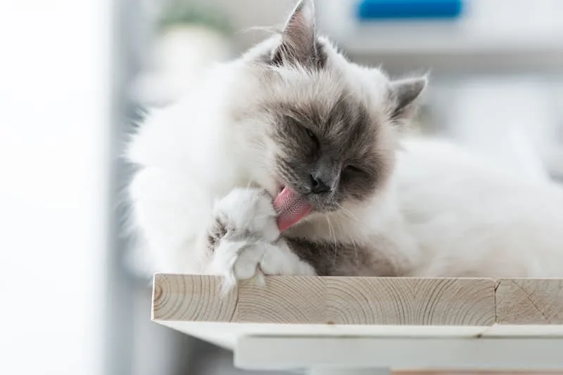 Why won't my cat stop grooming?