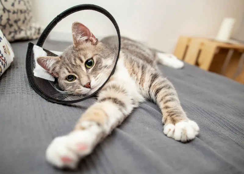 How to Care for Your Cat After Surgery