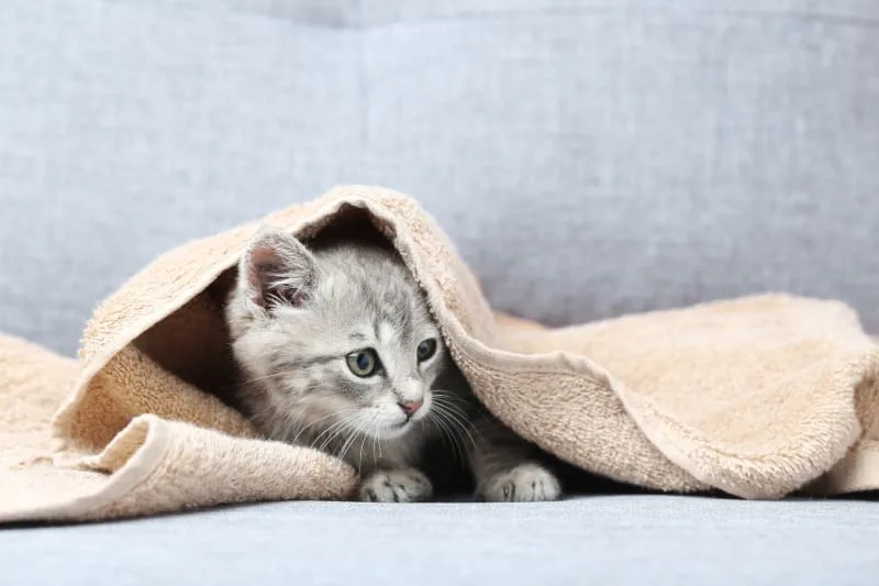 How to Take Care of a New Kitten