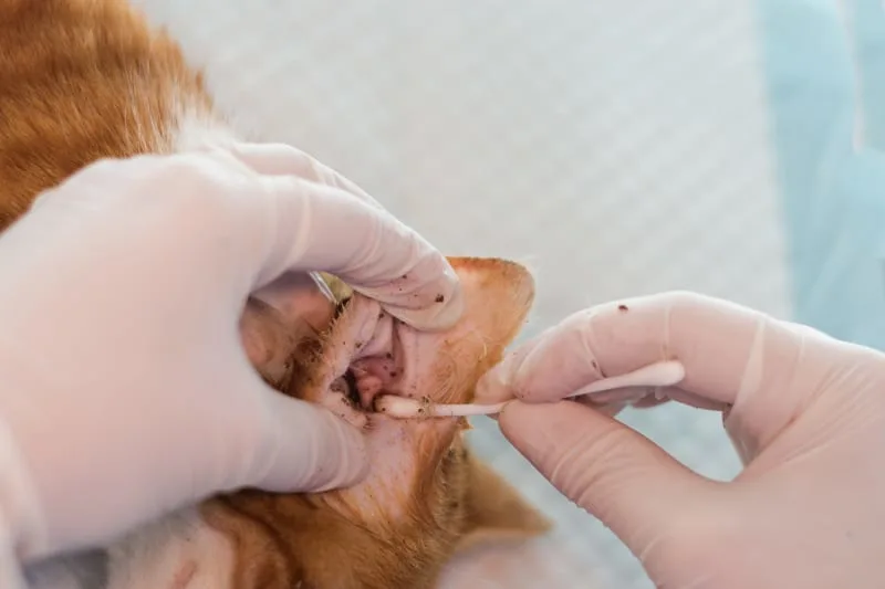 Signs, Causes & Treatments for Ear Mites in Cats