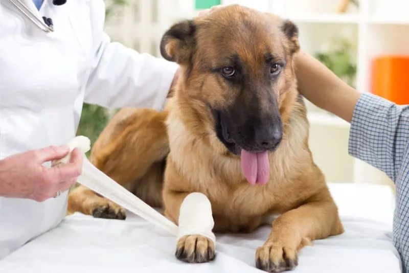 Dog Wound Care: Complete Guide