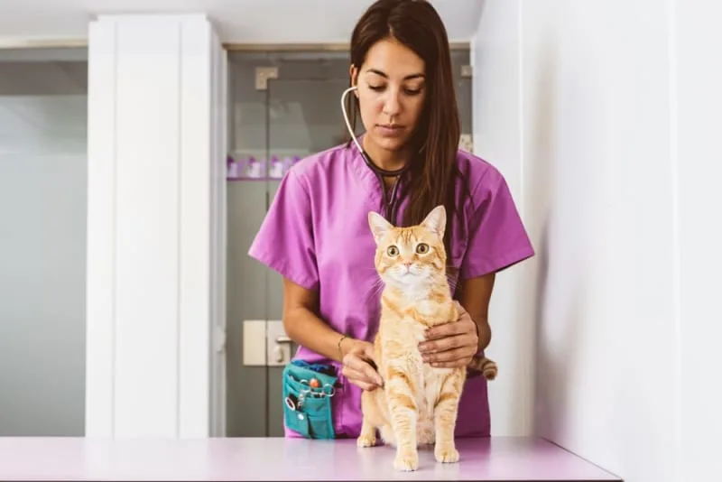 Routine Vet Exams - Why Are Regular Veterinary Checkups Important?
