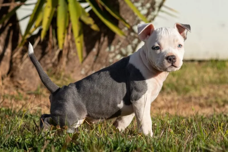Why Does My Pet Need a Urinalysis?