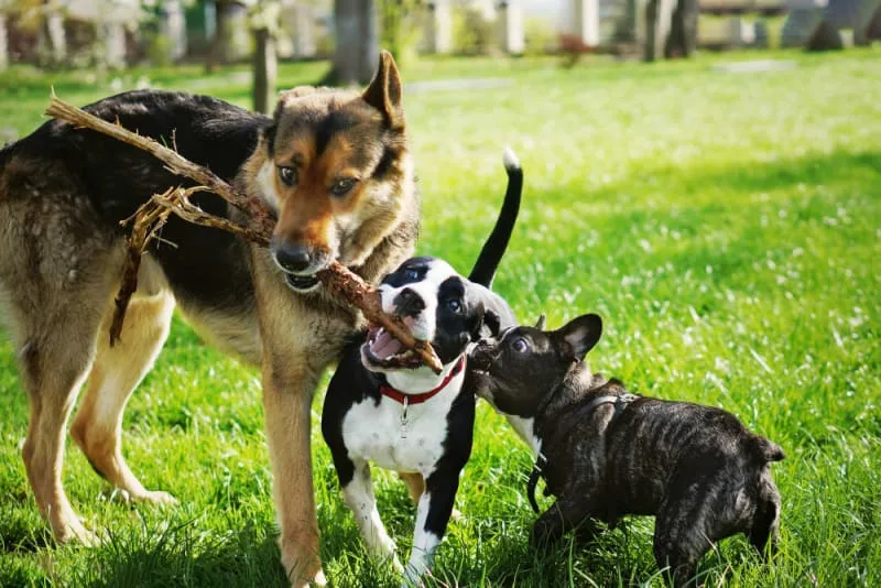What is parainfluenza in dogs?