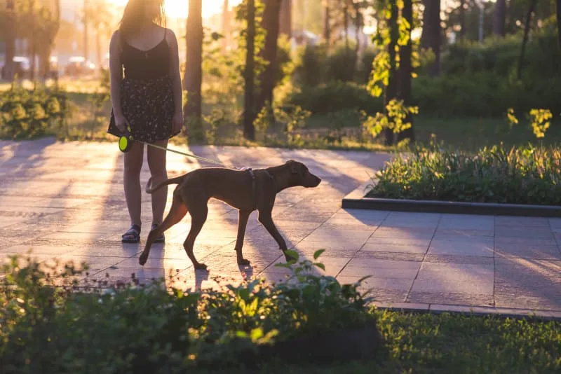 Hip Dysplasia Surgery in Dogs
