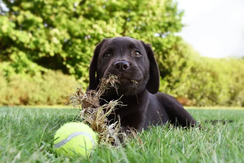 Why Is My Dog Eating Everything?