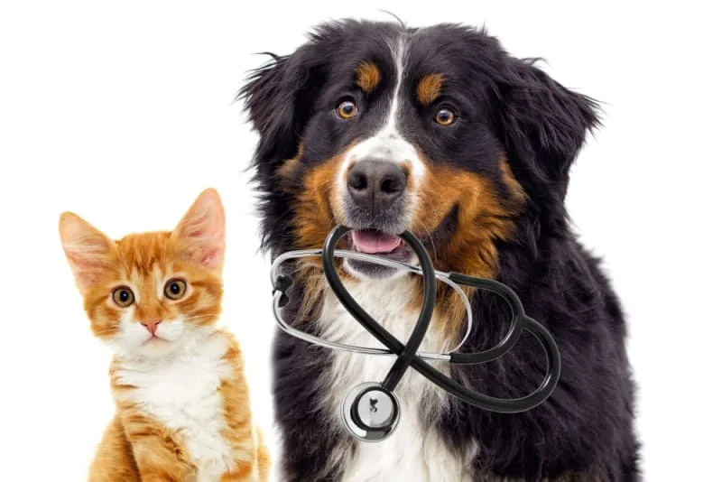 Are Pet Wellness Plans Worth It For Routine Care?