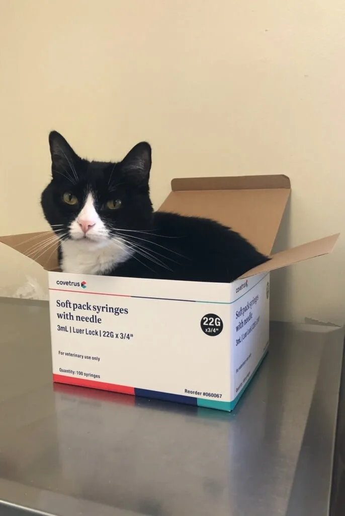 black and white cat in box at animal clinic