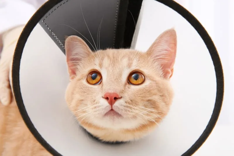 How To Take Care Of Your Cat After Surgery