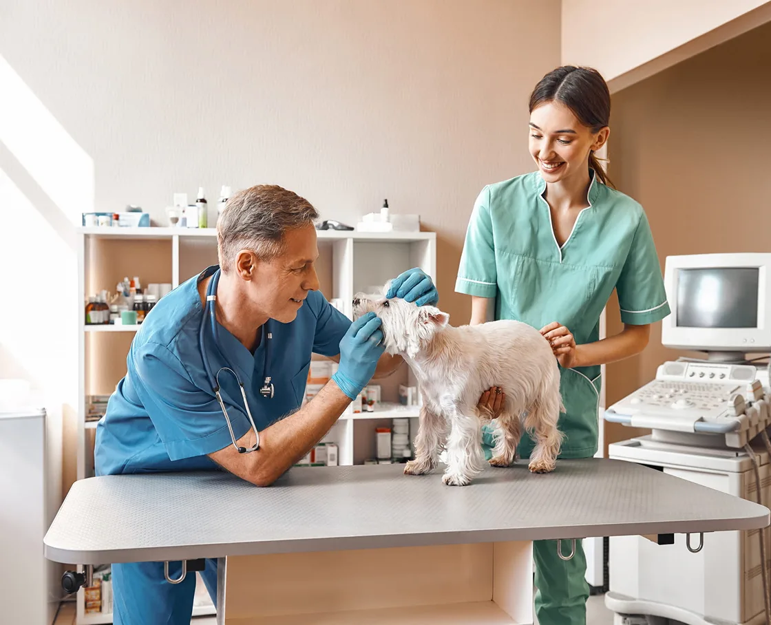 Vet in blue scrubs examines a small white dog held by an assistant