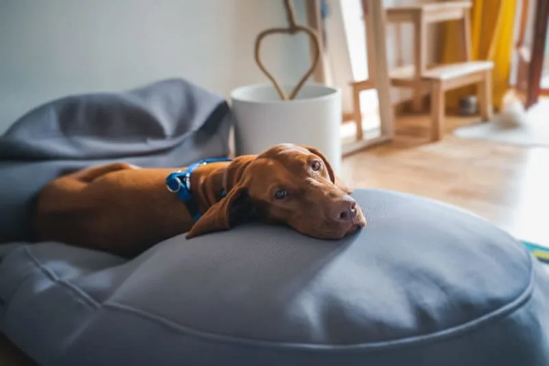 Parainfluenza in Dogs
