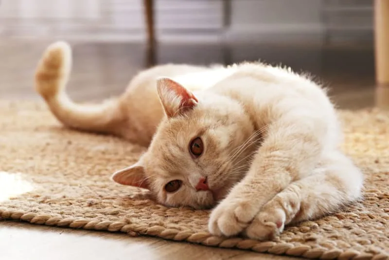 Getting Your Cat Fixed: When & What To Know