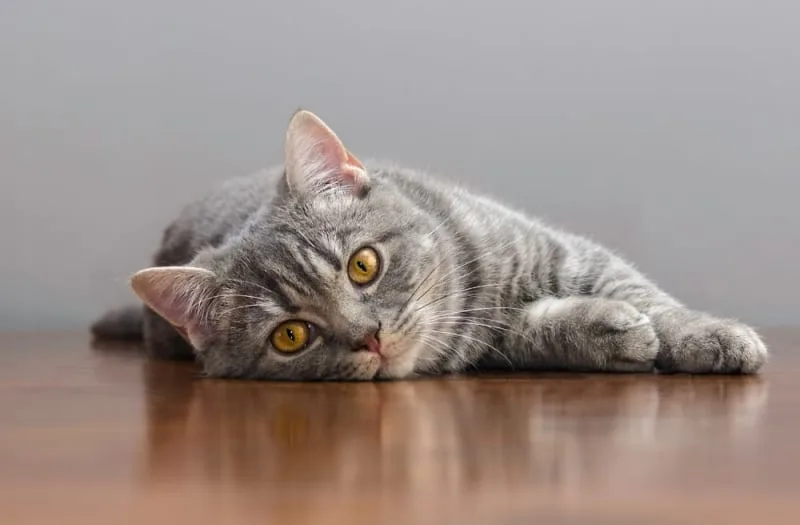 Cat Diarrhea: Causes & When It's Serious