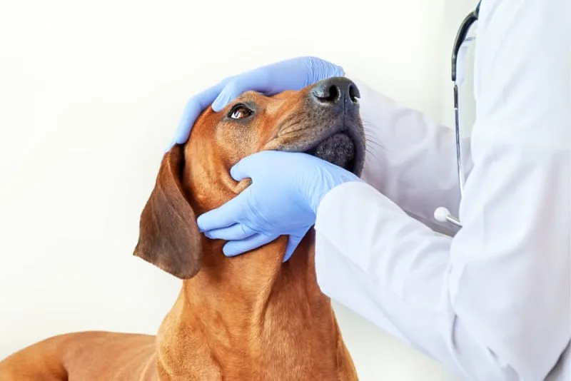 Entropion Surgery in Dogs
