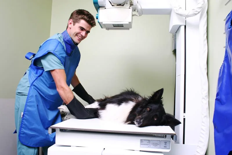 What to Know About Taking Your Dog For an X-Ray