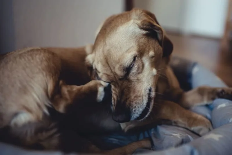 Why Is My Dog Itchy? Possible Causes and Treatments