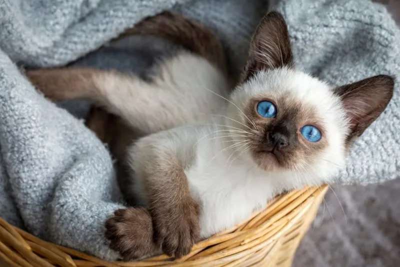 Eye Infections in Kittens