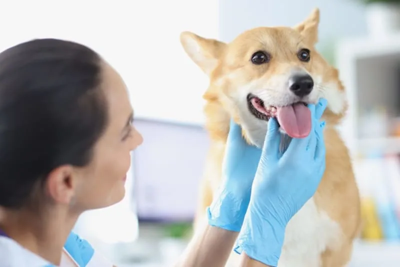 Bad Breath in Dogs: Causes & Treatments