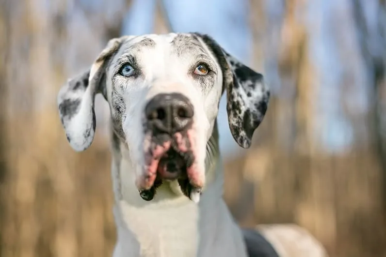 Advice to Help You Choose the Best Food for Dogs with Allergies