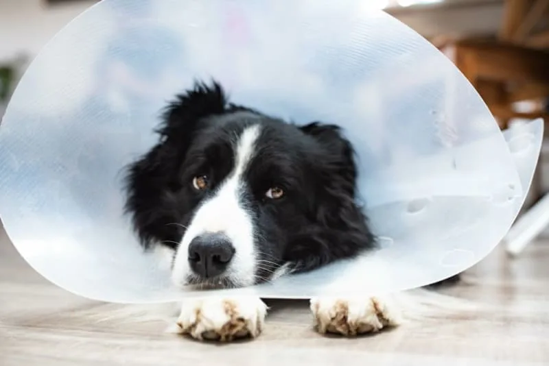 Preparing Your Pet for Surgery: A Step-by-Step Guide