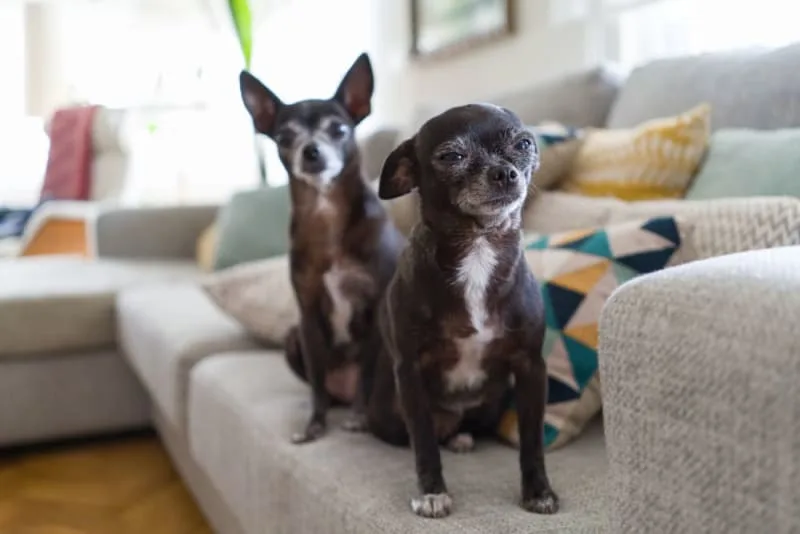 When is a dog considered a senior?