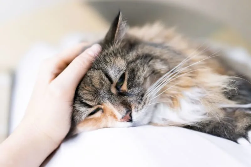 Cats & Colds: Can They Get Them & What To Do?