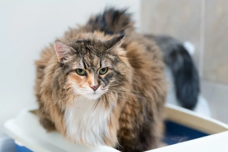 Constipation in Cats