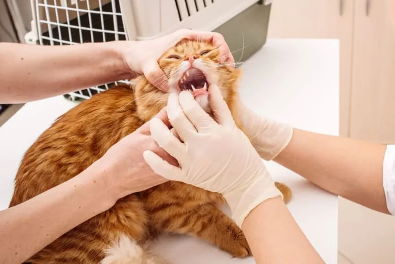 Cat Tooth Extractions: What to Expect & What to Watch For