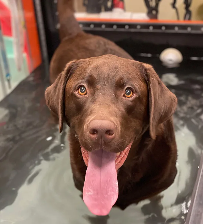 Mountain View Veterinary Hospital Vancouver Washington Rehabilitation Underwater Treadmill Bear