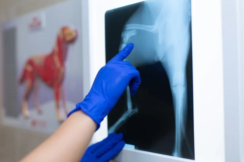 Diagnostic Imaging: X-Rays vs. CT Scans vs. MRIs