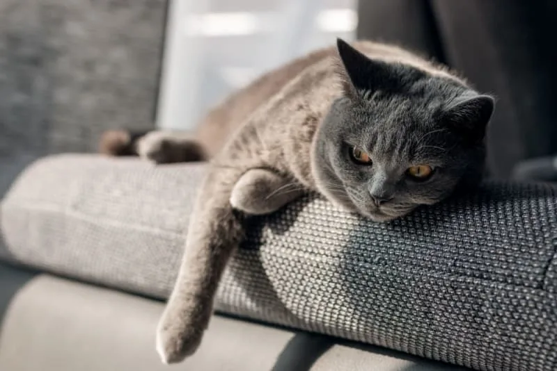 Signs and causes of anemia in cats