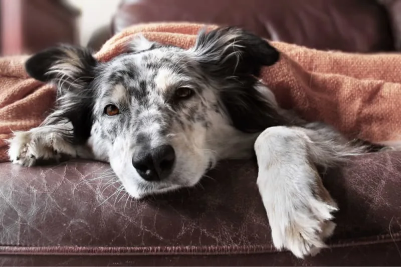 Hookworm in Dogs: Signs, Treatment, & Prevention