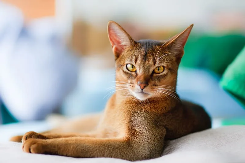 Cat Illnesses and Symptoms to Watch For