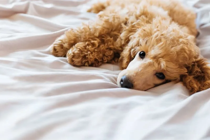 Dog Dandruff: Treatment & Causes