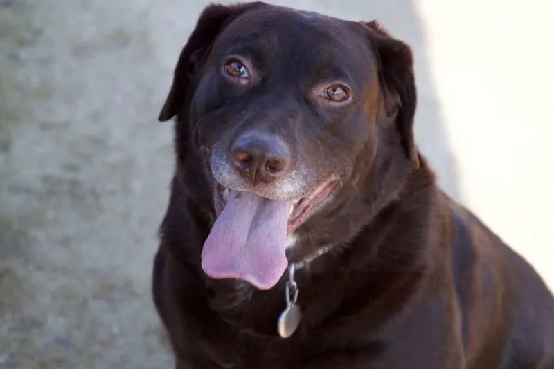 Excessive Panting in Dogs