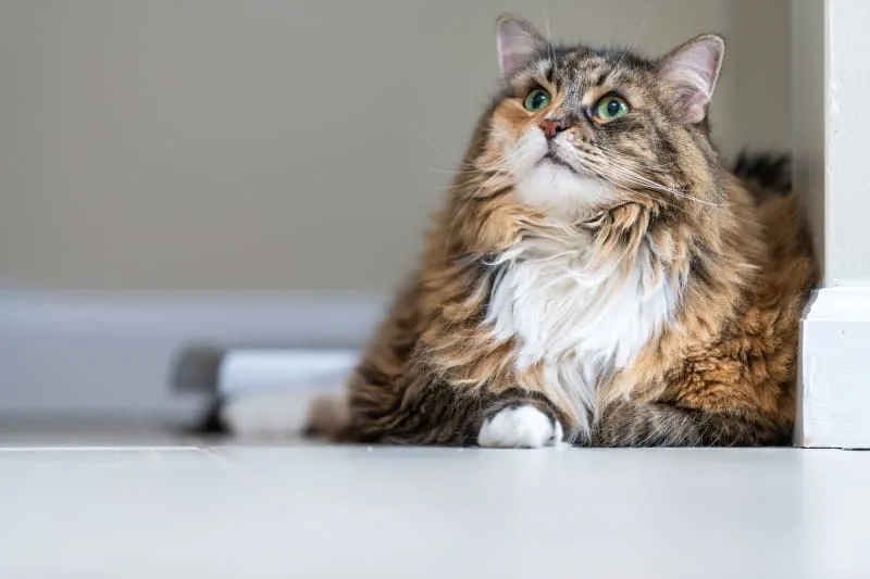 Aging cats: When Is a Cat Considered a Senior?