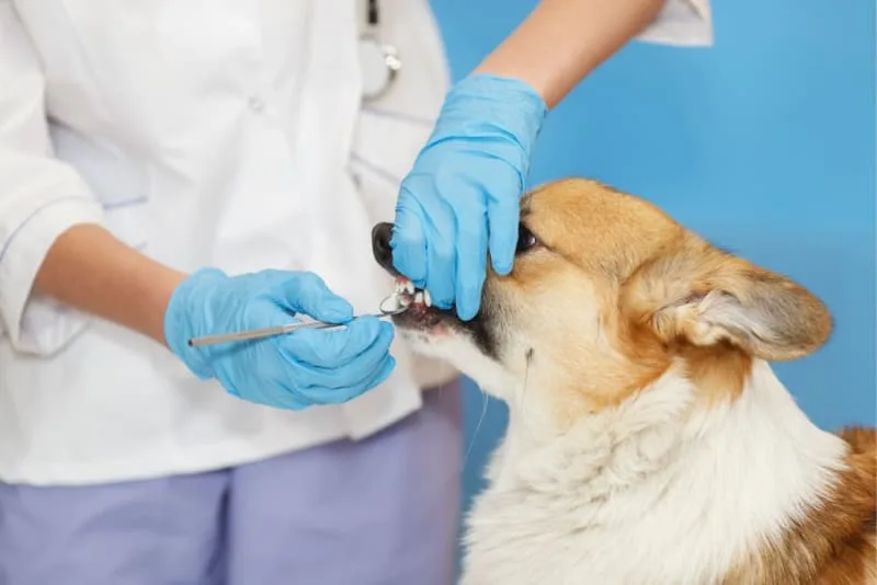 Common Dog Dental Problems: Dental Disease in Dogs