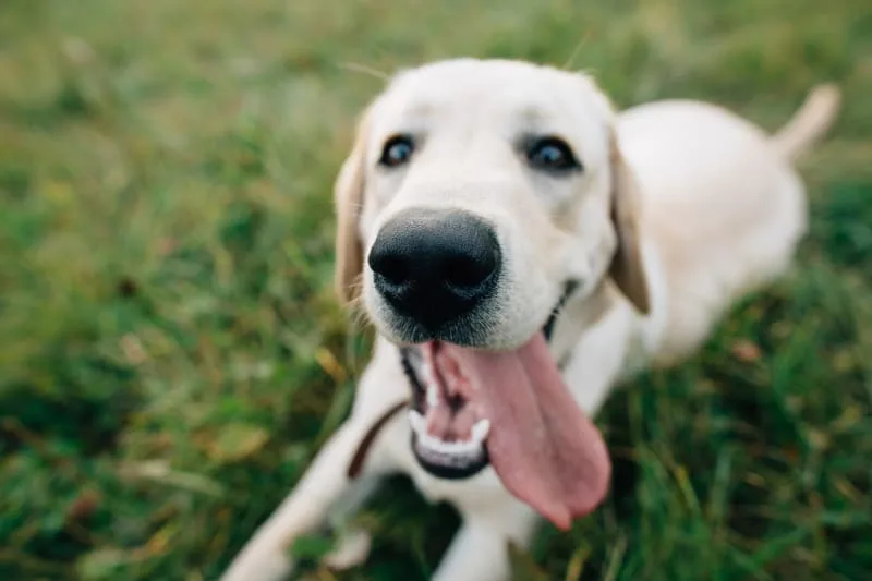 Common Dental Problems In Dogs