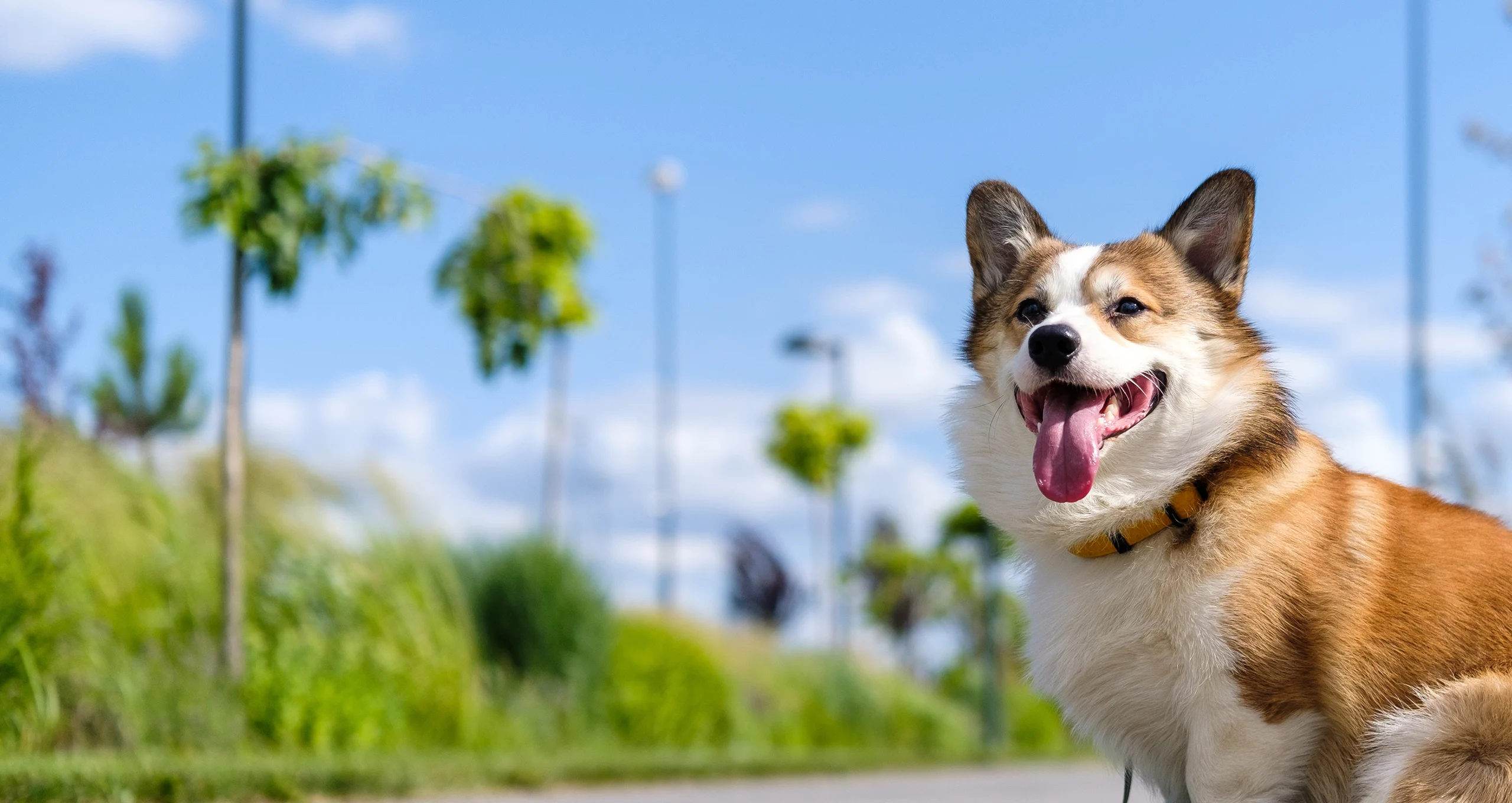 h corgi sitting outside in sunny area with palm trees in back