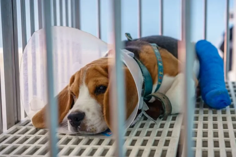 ACL in Dogs