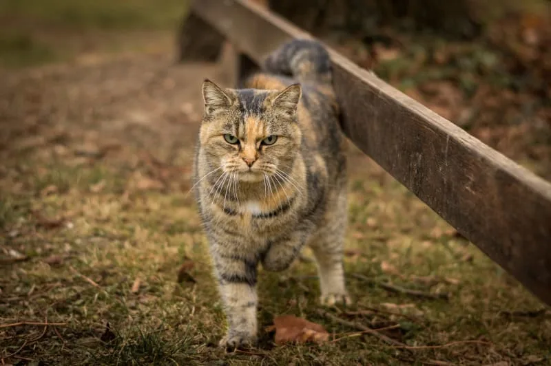 Why is my cat limping?