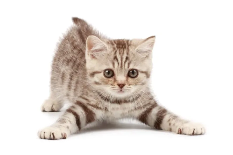 Getting Your Cat Fixed: When & What To Know