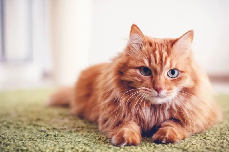 Why is my Cat Breathing Heavy & What Can I Do