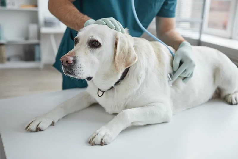 Why & When Your Pet May Be Referred to a Veterinary Internal Medicine Specialist