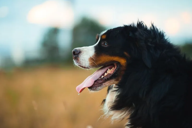 How Do I know if My Dog Needs a Dental Cleaning?