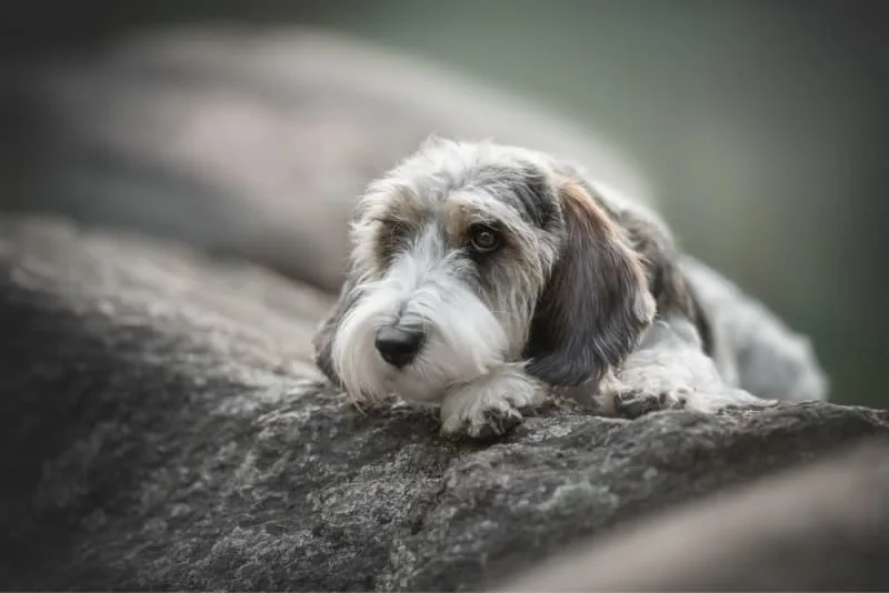 When Is a Dog Considered a Senior?