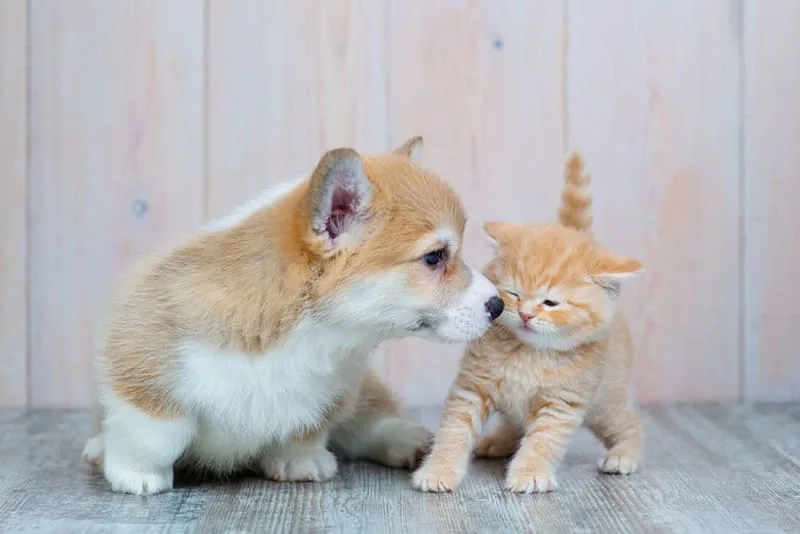 Tips For Raising a Puppy & Kitten Together