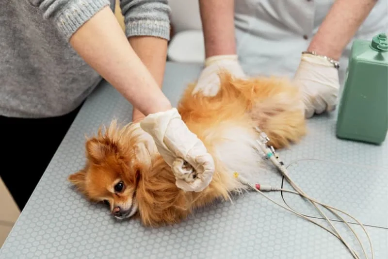 ECG For Pets: When It's Needed