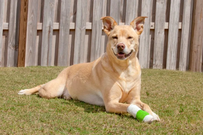 Why is my dog limping?